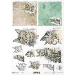 Gatos. Papel de arroz A4 para decoupage ITD Collection. R1565. Los mejores productos en L'aura Bella, tu tienda online