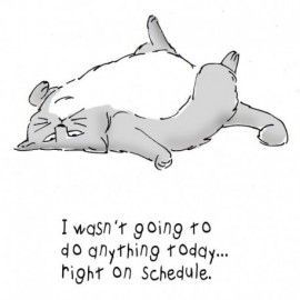 Gato tirado en el suelo