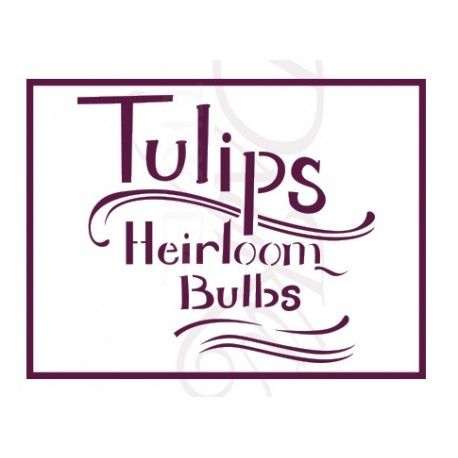Tulips heirloom bulbs