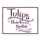 Tulips heirloom bulbs